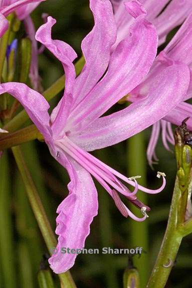 nerine bowdenii graphic